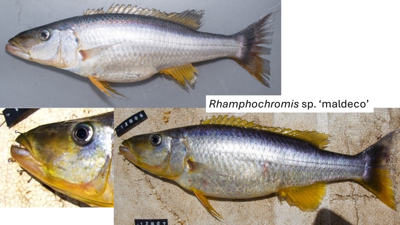 Rhamphochromis sp. 'maldeco' South East Arm